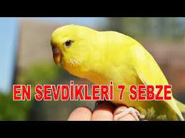 antalya parmak bebek yigit yasama tutundu youtube muhabbet kuslari sebzeler hayvanlar