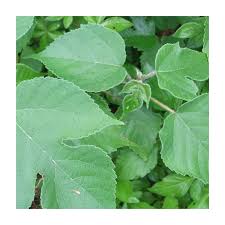 Image result for Broussonetia papyrifera
