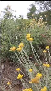Image result for Helichrysum keilii