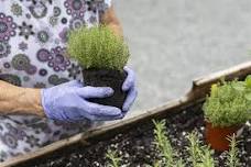 Growing and Enjoying Herbs in Florida