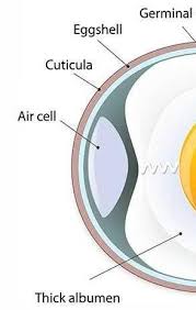 The parts of the egg. S Label The Parts Of The Egg Brainly Ph