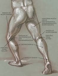 Editor · aug 6, 2017 ·. Muscle And Tendon Characteristics Classic Human Anatomy In Motion The Artist S Guide To The Dynamics Of Figure Drawing