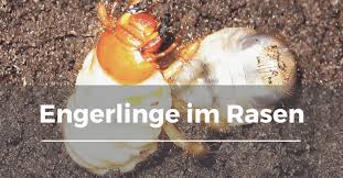 Engerlinge Im Rasen Garten Schule