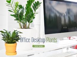 It doesn't matter if your space is small or large either as home gardening can be anything from a potted plant in the kitchen to a garden bed in the backyard. Shop Garden Indoor Office Plants Online Landscaping Gurgaon Delhi India