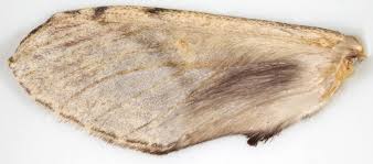 Image result for Peridea anceps