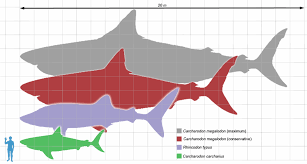 We did not find results for: The Different Types Of Shark With Pictures Owlcation