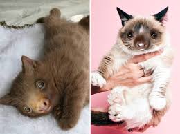 From candy cats, to furball soup, it seems that almost any surreal scenario is pawssible for ksenia's kitty cuisine. Lolcats Photoshop Lol At Funny Cat Memes Funny Cat Pictures With Words On Them Lol Cat Memes Funny Cats Funny Cat Pictures With Words On