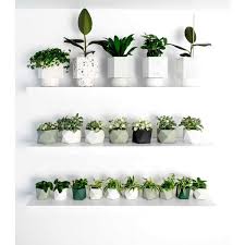 hapi self watering bloempot house raccoon bloempot planten kaarsen