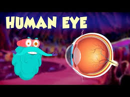 Human Eye The Dr Binocs Show Best Learning Videos For Kids Peekaboo Kidz Youtube Human Eye Peekaboo Kids Body Systems