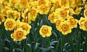 Wolves and bears are a dangerous enemy of deer. 23 Really Interesting Plants Deer Do Not Eat I Rightplantz Com Spring Lawn Care Daffodils Early Spring Flowers