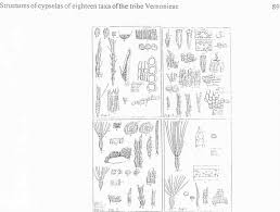 Image result for Bothriocline laxa