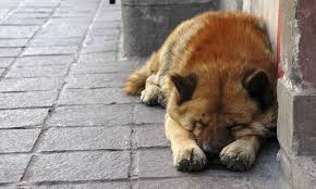 Δεν είναι ημέρα γιορτής αλλά ημέρα υπενθύμισης για την. Pagkosmia Hmera Adespotwn Zwwn Giati Yparxoyn Adespota Mothersblog Gr