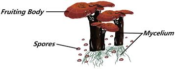 Image result for Ganoderma lucidum