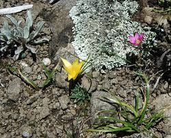 Image result for Romulea camerooniana