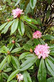 Rhododendron Christmas Cheer On Boxing Day 2018 Planting Flowers Rhododendron Fruit Trees