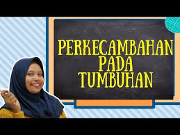 Perkecambahan merupakan proses pertumbuhan embrio pada biji menjadi tumbuhan baru. Apa Yang Menyebabkan Percambahan Benih Ketahui Mengenai Faktor Percambahan Benih Taman Taman Sanne