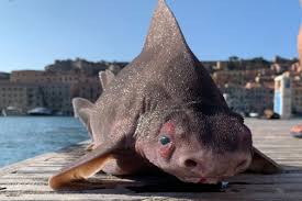 Risultati immagini per porco