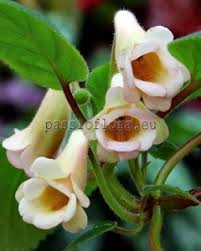 Image result for Streptocarpus hirtinervis