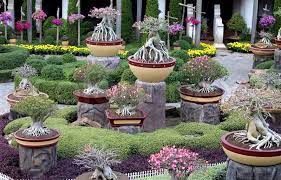 Yet these guidelines may be sidestepped on clear purpose. Bright Beautiful Bonsai Trees In Pots Stock Image Colourbox