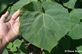 White basswood tilia americana var heterophylla. Princess Tree