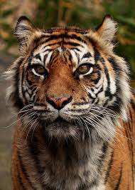 Sumatran Tiger Sumatran Tiger Animals Wild Cats