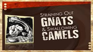 What does it mean to strain at a gnat but swallow a camel?. Sermon Straining Out Gnats Swallowing Camels From Dj Dickerson Laporte Church Of Christ