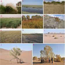 Image result for Halopyrum mucronatum