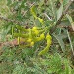 Image result for Plicosepalus sagittifolius