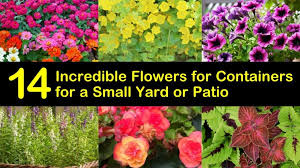 Check spelling or type a new query. 14 Incredible Flowers For Containers For A Small Yard Or Patio