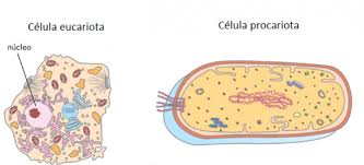 Resultado de imagen de celula procariota e eucariota