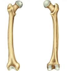 Note that i use pmx editor (english version), so when editing bones i don't have any type 0/1/3/etc menu to choose from, i simply have to set if bone can be moved/rotated/visible/op, and a form where. Diagram Knee Femur Diagram Full Version Hd Quality Femur Diagram Diagramclothing Ristoratoritoscana It