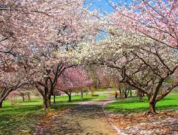 Showy, pinkish white flowers in spring bloom in large clumps along. Cherry Blossom In New Jersey Spring Scenery Cherry Blossom New Jersey