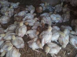 Cu pui si miel pentru caini avem intotdeauna cel mai mic pret, garantat. Pui Carne In Maramures Olx Ro