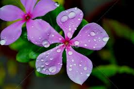 173 20 drip rain drops. Water Drops Flowers 2011 2013 Flowers Pixoto