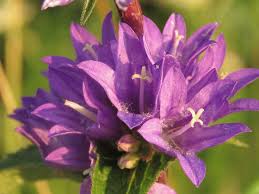 Even during winter it survives better with plenty of sunlight. Bellflower Plant Tips On How To Grow Campanula Garden Lovers Club
