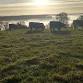 Wild Wyeswood - Wilding walk and talk event image