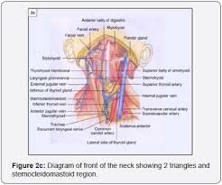 The anterior triangle is formed. Neck Anatomy Anterior Anatomy Drawing Diagram