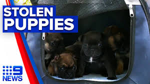 We are located in a small town just south of louisville, ky. Stolen French Bulldog Puppies Reunited With Owner 9 News Australia Youtube