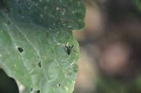 Image result for Leonotis myrothamnifolia