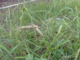 Image result for Tetrapogon tenellus