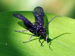 When they hatch the larvae crawl out and feed on the lush foliage, often completely defoliating the plants. So That S What S Eating My Solomon S Seal The Squirrelbasket