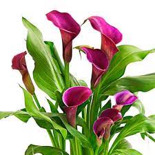 Callas Plantado Roxo Giuliana Flores