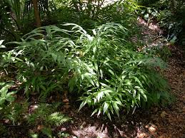 Image result for Coniogramme