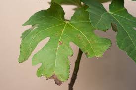 Genomic characterisation and epidemiology of 2019 novel coronavirus: Fig Tree Diseases Tips On Identification Control
