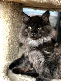 Maine coon breeders are located in every us state, however buyers should ensure they only purchase maine coon kittens or cats from registered. This Stunning 12 Week Old Black Smoke Atty Kats European Maine Coon Cattery In Florida Facebook