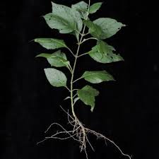 Image result for Ruspolia seticalyx