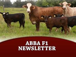 Is dedicated to providing a large selection and variety of healthy texas cattle for sale. The Brahman Journal American Brahman Cattle All Things Related To Brahman Cattle And The Brahman Breed