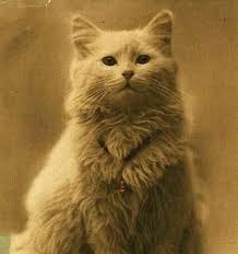 Cekilen Ilk Kedi Fotografi 1880 1890 Cat Portraits Cat Photo Cats