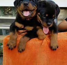 There was an error loading the page; Free Rottweiler Rottweiler Puppies For Sale An Adoption Facebook