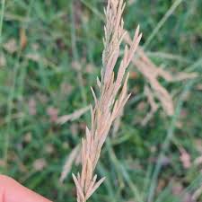 Image result for Eragrostis atrovirens